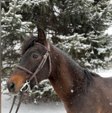 Correct Size for Lease Horse For Website JEC (1)