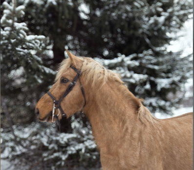 Correct Size for Lease Horse For Website JEC (3)